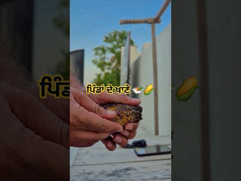 pakhe chalde ਪਿੰਡਾਂ ਦੇ ਖਾਣੇ 🍲🌽 #punjabisongs  #punjabishorts  #makki  #punjabivlogs #jassbajwa
