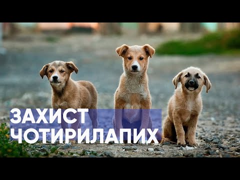 Бездомные животные: как остановить живодеров