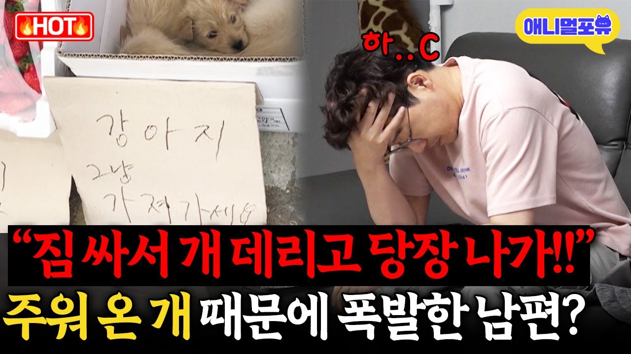 딸기🍓 사러 갔다가 주워 온 강아지, 집 안을 박살 낸 이유😱 I KBS 개는 훌륭하다 230703 방송