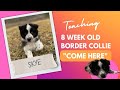 8 Week Old Border Collie puppy, Skye! Training her to come to us on command