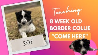 8 Week Old Border Collie puppy, Skye! Training her to come to us on command
