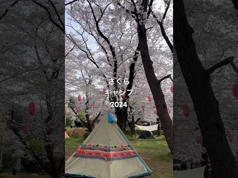 さくらキャンプ2024 #camping #キャンプ #さくら #桜 #夜桜 #お花見 #ロゴス