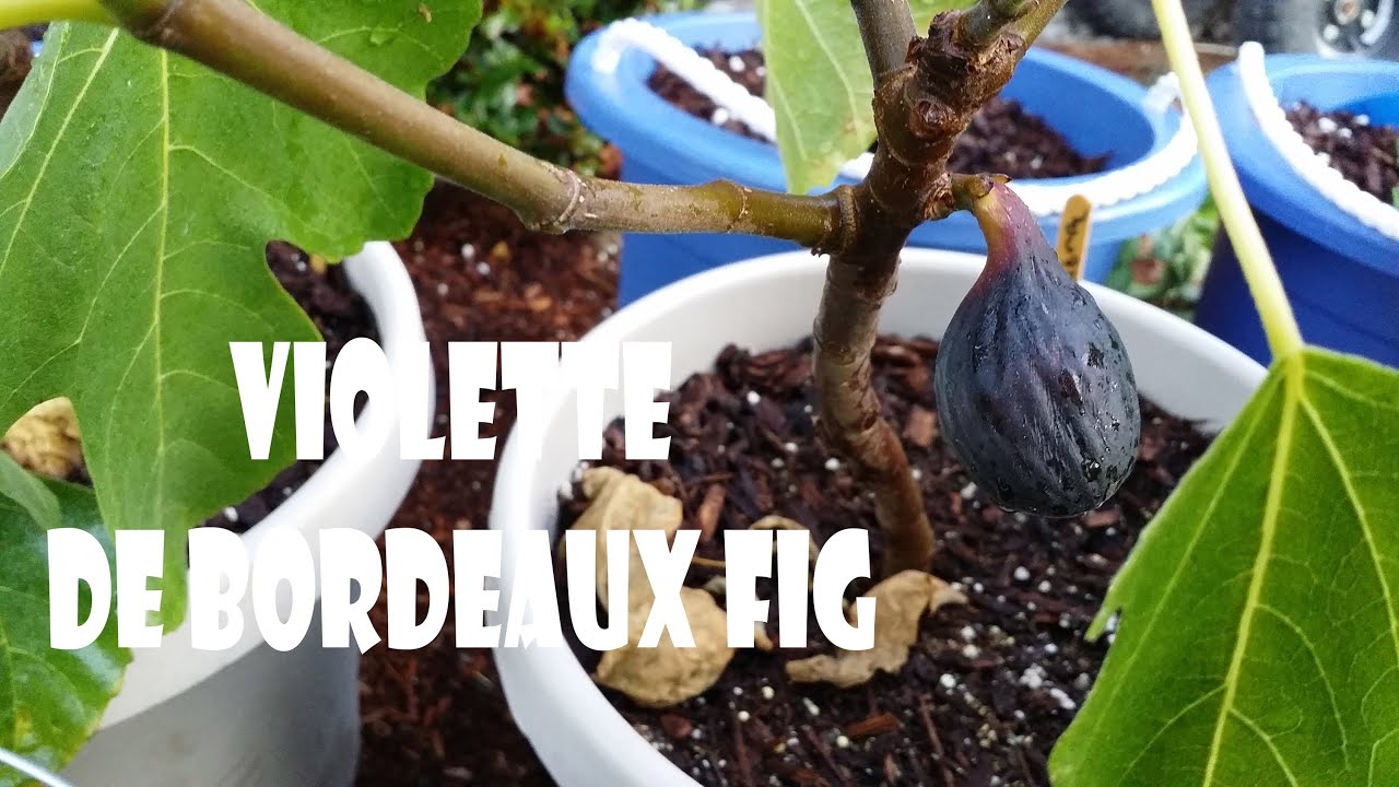 Violette de Bordeaux Fig Tree