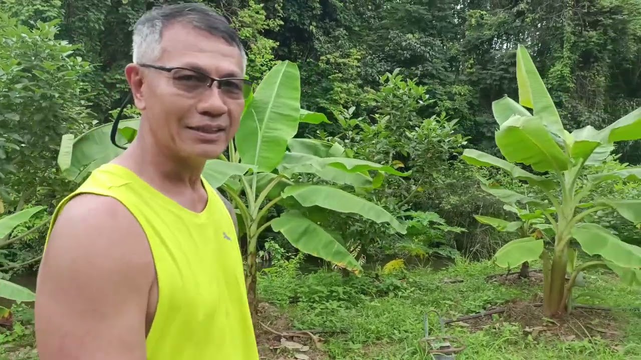 ทำไมพี่น้ำจึงปลูกต้นทองหลางน้ำ ปลูกยังไง เพื่ออะไร