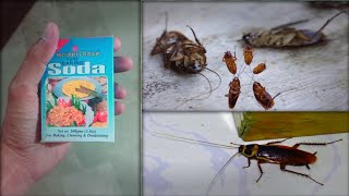 Baking Soda Magic | How to Kill Cockroaches within 5 Minutes | Home Remedy