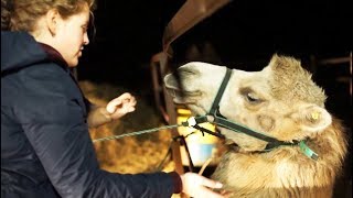 Украли лошадей - заработаем на верблюдах | ЧЕЛОВЕК НА КАРТЕ