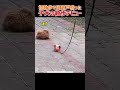 初散歩で尚更戸惑った子犬の散歩デビュー#いぬ #犬 #犬のいる生活 #いぬのいる暮らし #子犬 #かわいい #面白い