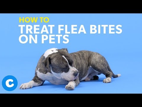 Video: Saya Ruff You - Mengapa Latihan Adalah Hadiah Kasih Untuk Anjing Anda