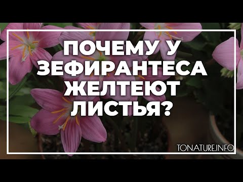 Почему у зефирантеса желтеют листья? | toNature.Info
