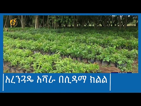 አረንጓዴ አሻራ በሲዳማ ክልል