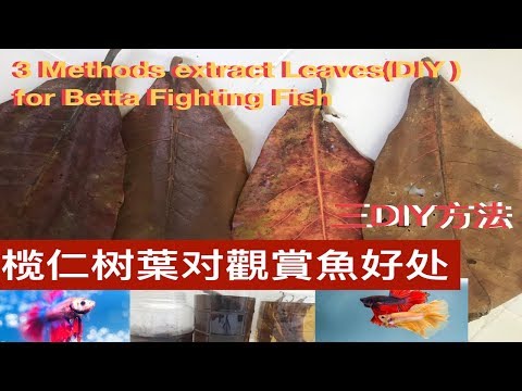 如何製作榄仁树葉提取物给觀賞魚。How to  Extract Catappa Leaves  (Indian almond leaf) for Betta   Fish  and Benefits。