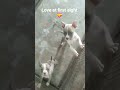 the first time we met hunter and bella #doglove #doggielife #dog #dogshorts #pets #cute