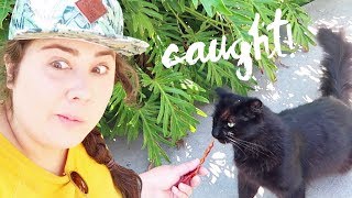 I Got Caught Trying To Steal A Disneyland Cat