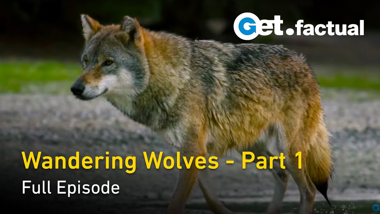 ⁣Wandering Wolves - Nature Documentary, Part 1