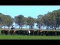 FAZENDA GRANJA QUATRO IRMÃOS - RIO GRANDE RS