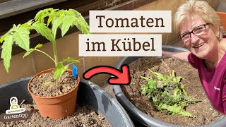 So eingepflanzt gedeihen Tomaten auch im Kübel fabelhaft!