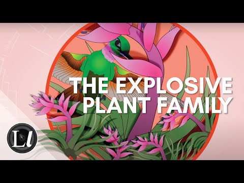 Video: Plantele Familiei Bromeliad