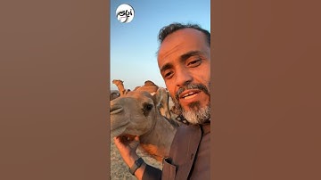 { أَفَلَا يَنظُرُونَ إِلَى الْإِبِلِ كَيْفَ خُلِقَتْ } تلاوة الآية 17 - 20 سورة الغاشية