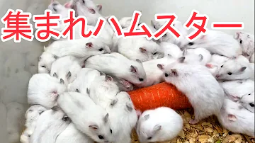 大量のジャンガリアンハムスターがたくさん入ってきました かわいい赤ちゃんも生まれました Mp3 大量のジャンガリアンハムスターがたくさん入ってきました かわいい赤ちゃんも生まれました Mp3