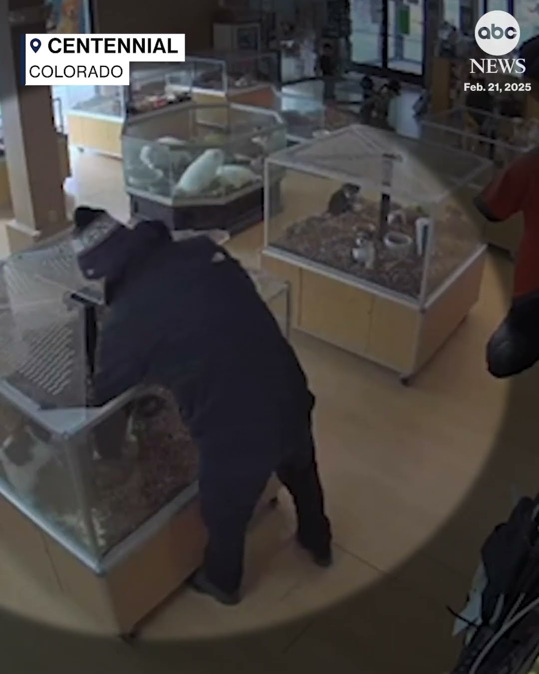 Thieves fake seizure to steal puppies from Colorado pet store