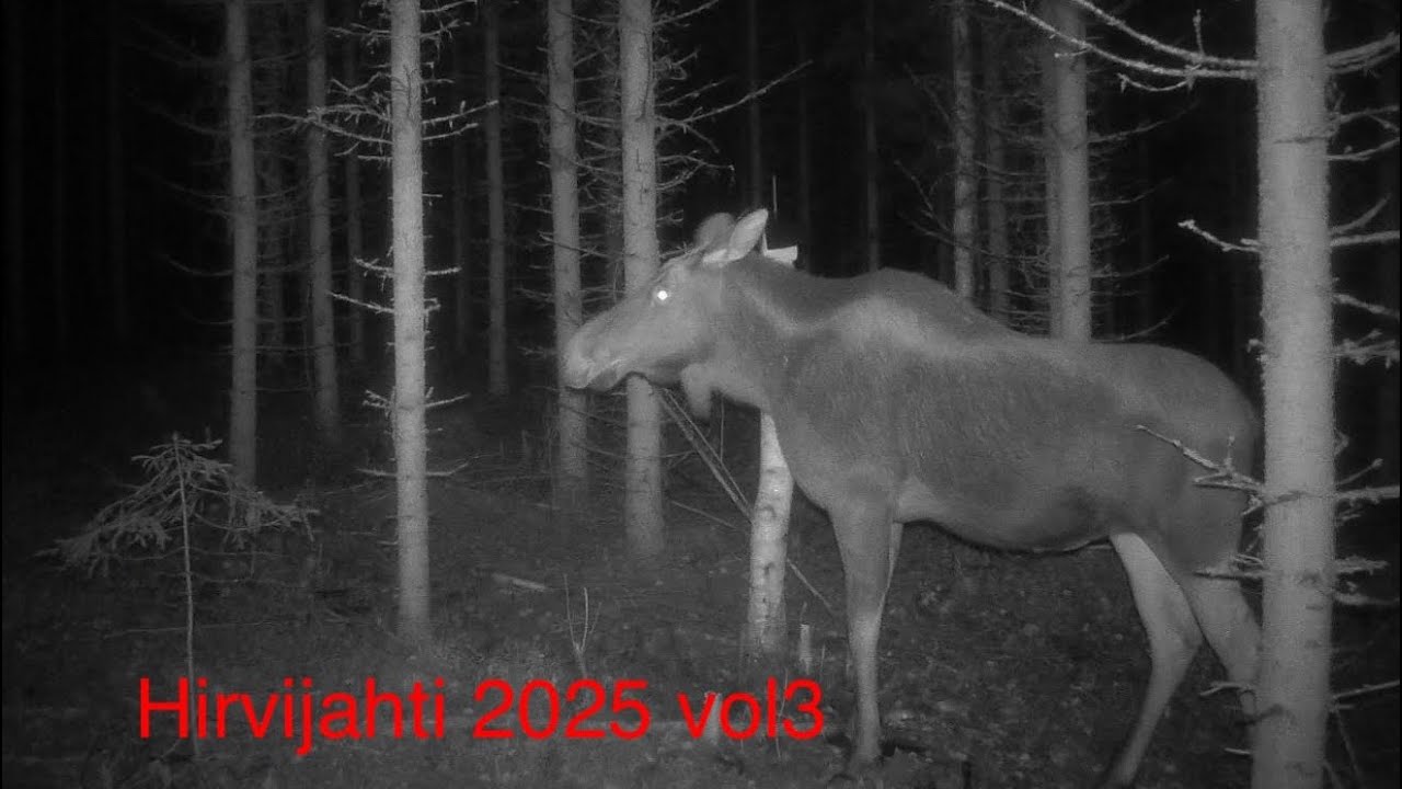 HIRVIJAHTI 2025 vol3, luvat käytetty