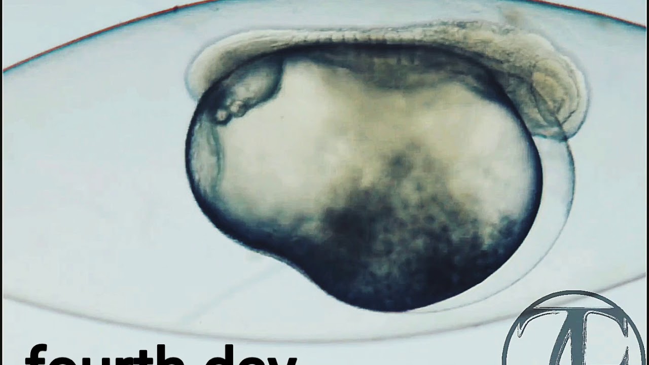 Развитие икринки ротана (Perccottus)...