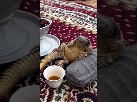 حقائق صادمة عن الضب