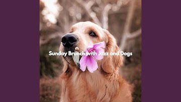 Pulsating Ambiance for Comfortable Hounds