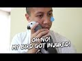 Oh No - My Bird's Injury | Vlog #263