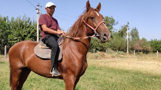 МЫНА КУНАААН МЫНА АТ ТУУГАНДАР САТЫЛАТ