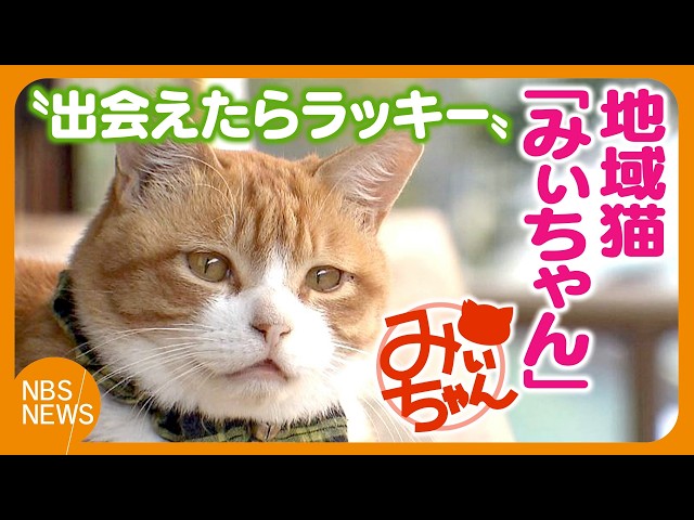 Local cat 