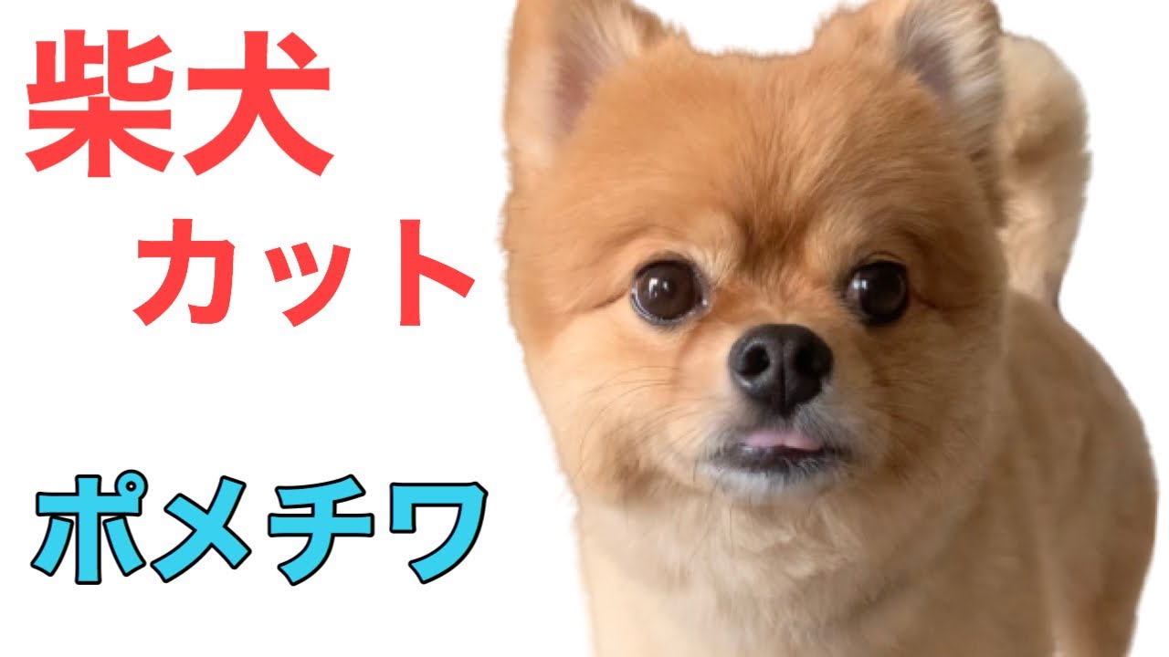 ポメチワの柴犬カット ポメラニアン寄りのミックス犬のトリミング ベロが出ている犬 Youtube