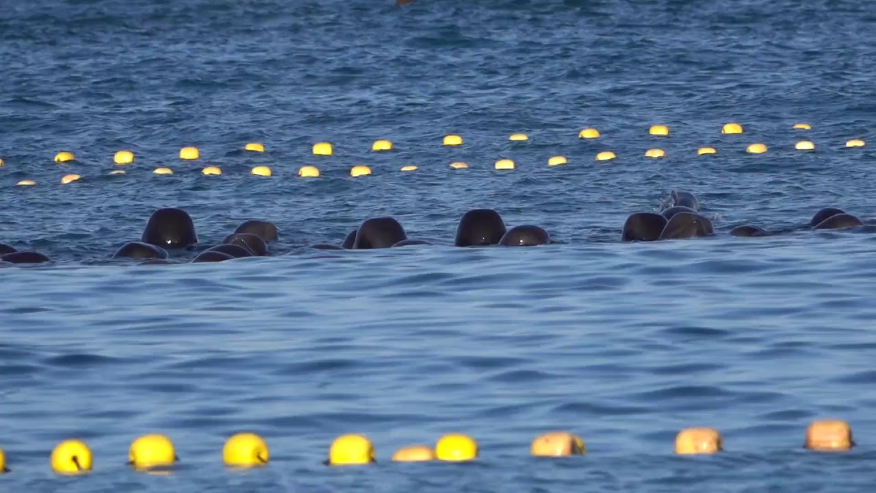 Pod Of Pilot Whales Trapped in Taiji's Cove Awaiting Slaughter