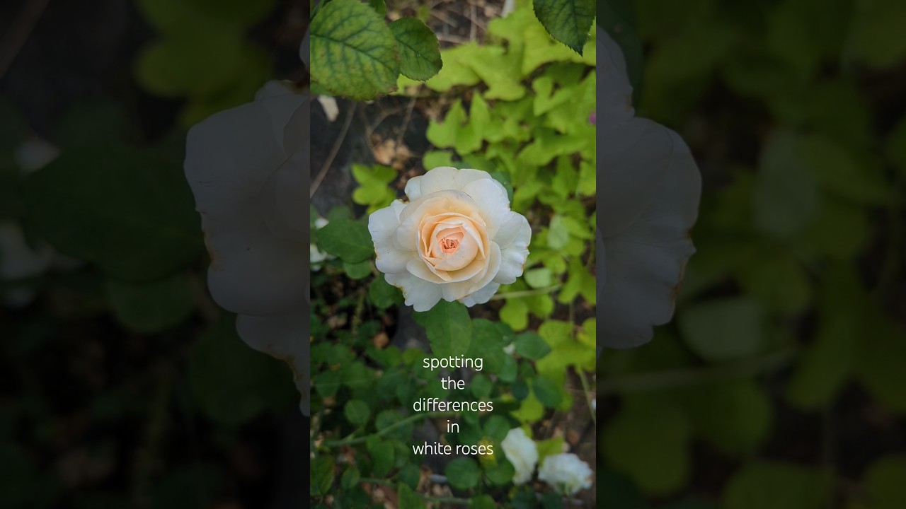 Interesting differences of white garden roses 