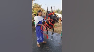#jallikattu