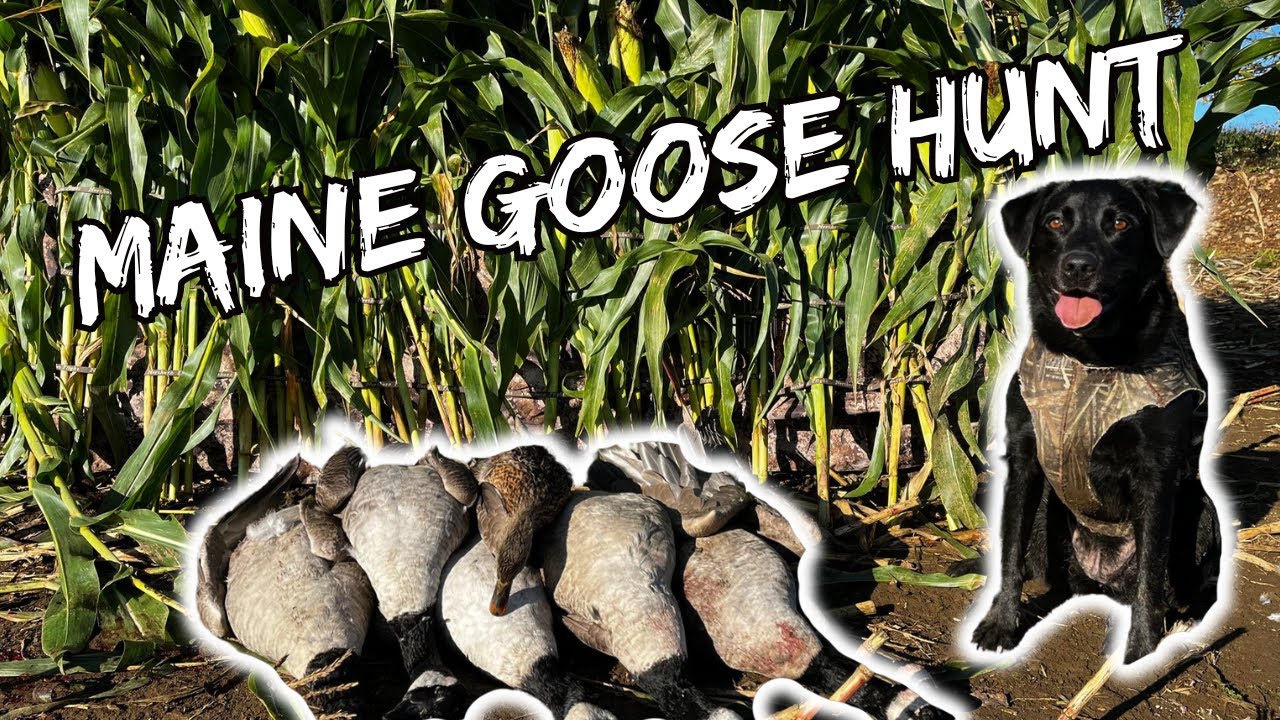 First Goose Hunt! ! Maine Goose Hunting