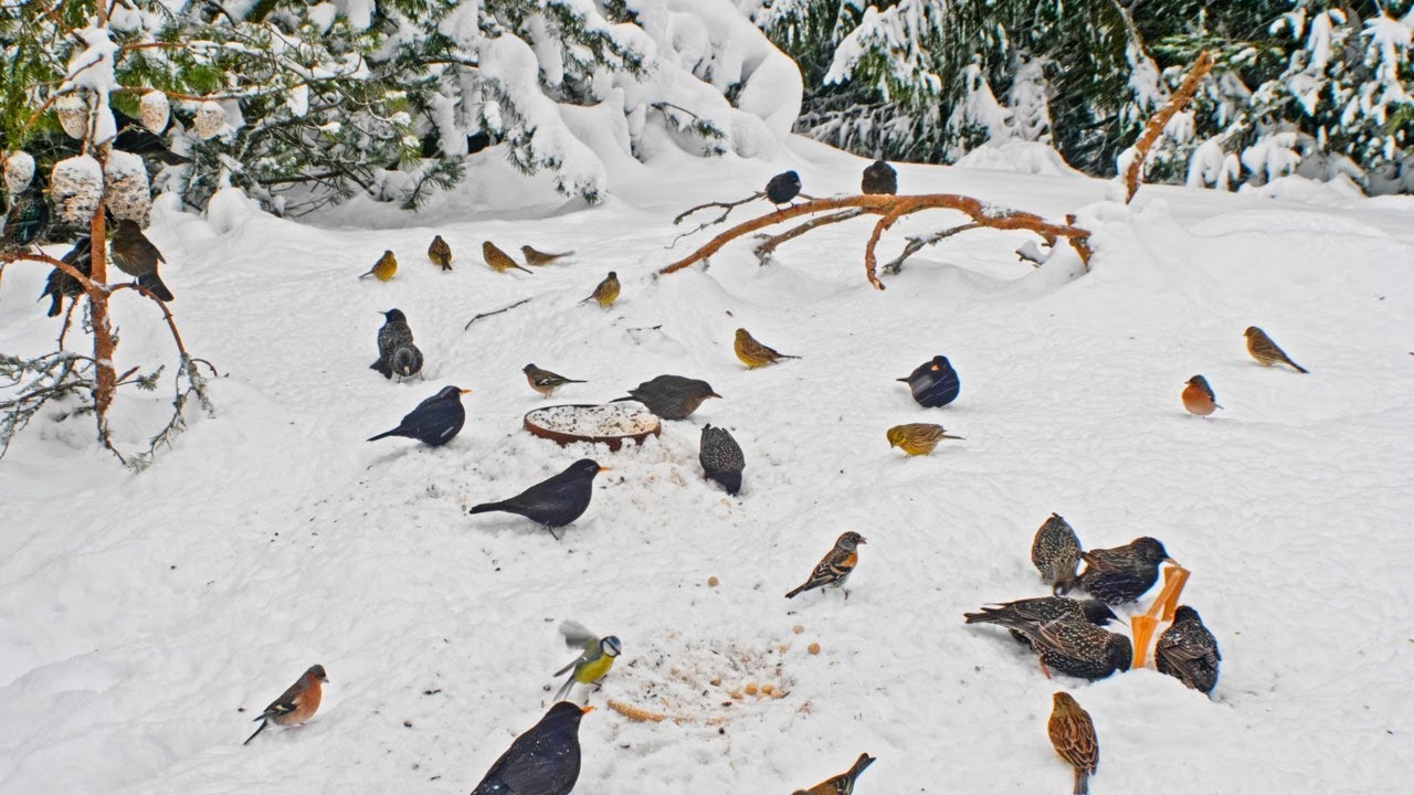 CAT TV NO ADS😺 Lots of Birds in Snow for Cats to Watch and Slap