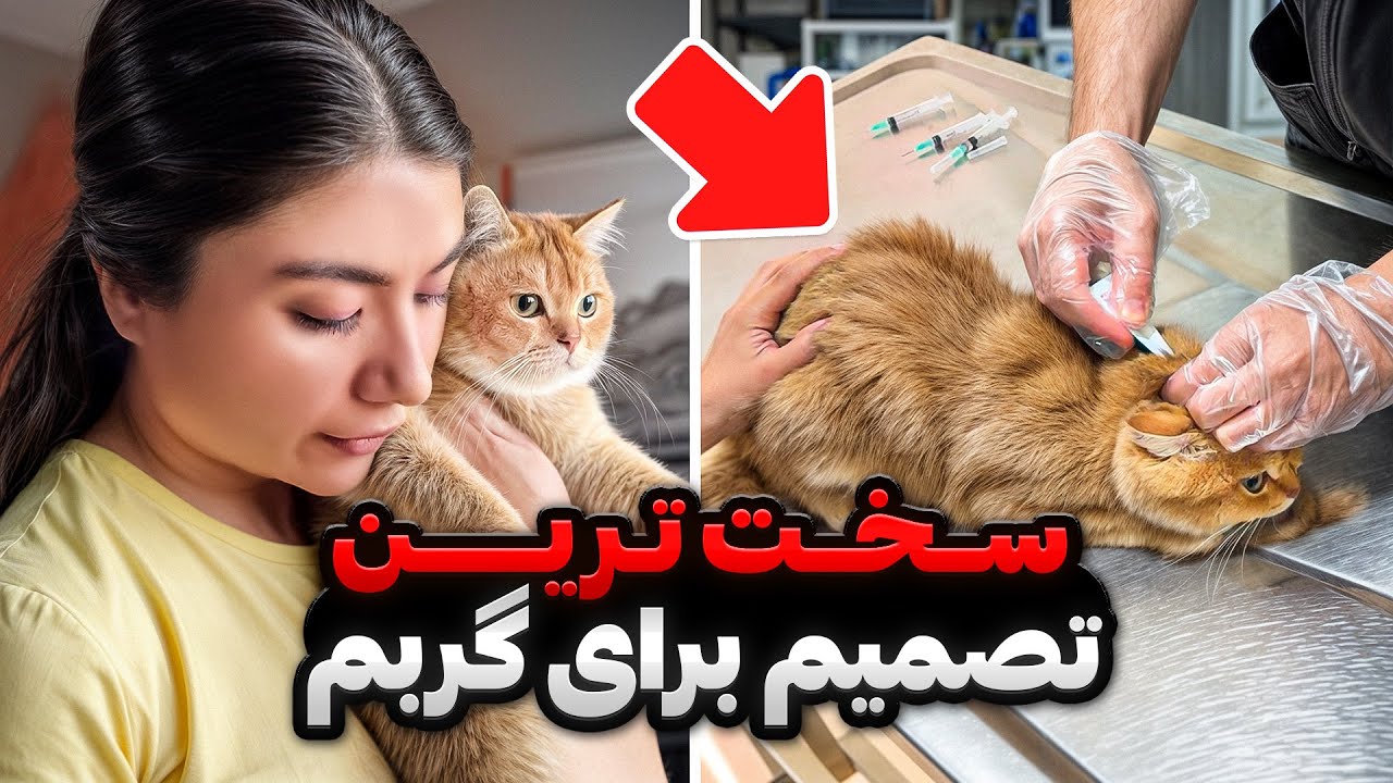 گربمون عاشق شده ولی مجبوریم...💔