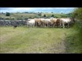 Pure-bred collie sheep and cattle dog for sale Pure-bred collie sheep and cattle dog for sale