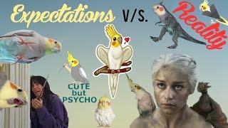 Expectations Vs. Reality | Birds Version | Happy Cockatiels | Cockatiel Funny Videos are the BEST by Shahista Sharoy Khan 103,485 views 5 years ago 5 minutes, 23 seconds