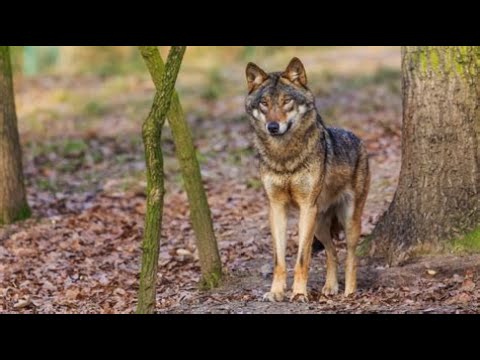 Predatordogs Wolf Predation is a domestic dog issue. The protected predator. Dogs ...