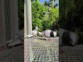 മൈന 🌹 #fypシ #pigeon #parava #birds #kabootar #petlover #shorts #viral #likesharesubscribe
