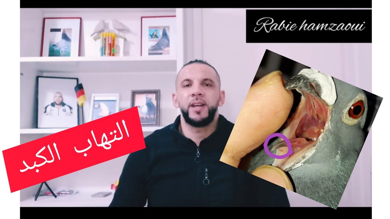 مرض خطير يصيب الحمام و يشخصه المربي غلط #التهاب_الكبد 2022.