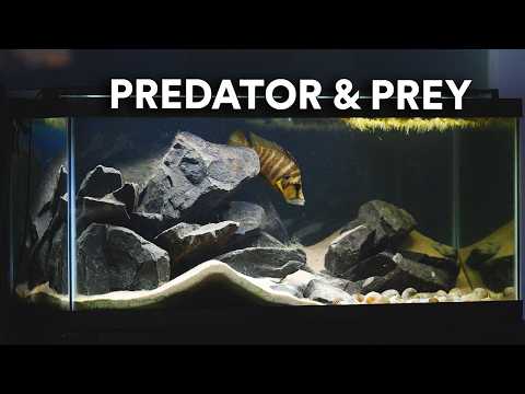 Simulating a Food Chain in an Aquarium for 1 Year