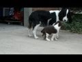 Springer Spaniel Puppy Lily - First Day Home