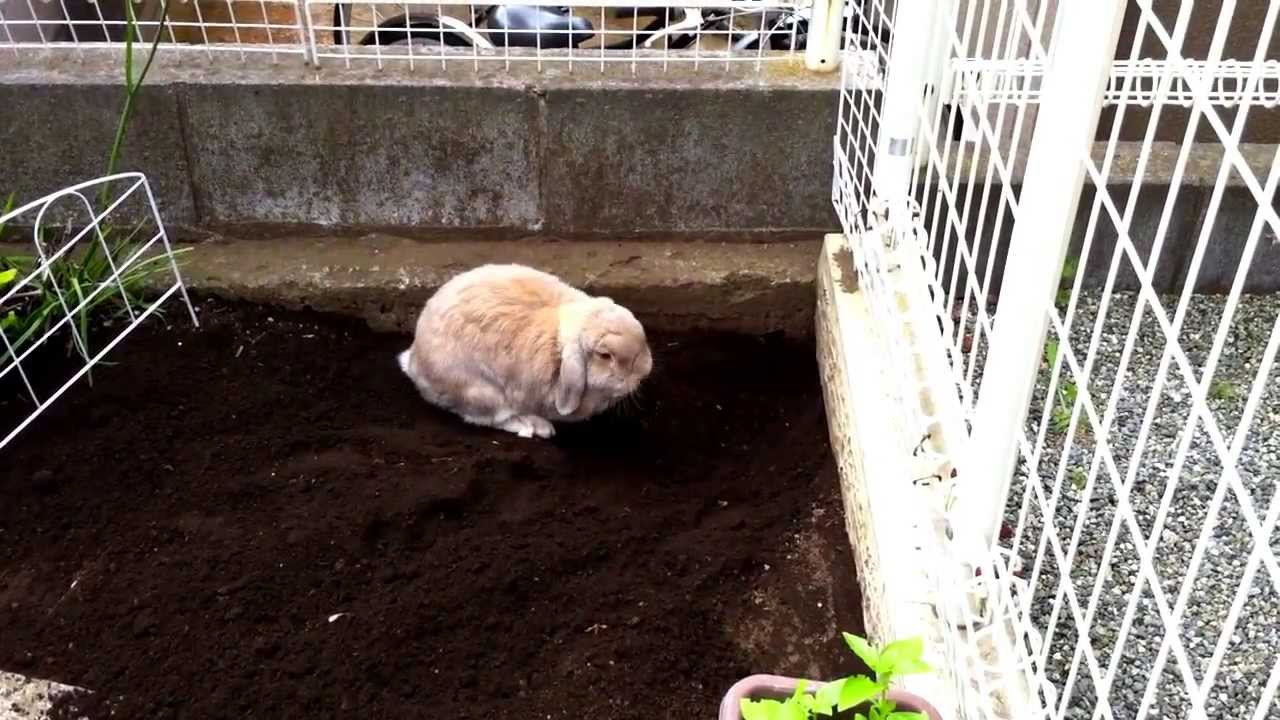 穴掘りウサギ Youtube