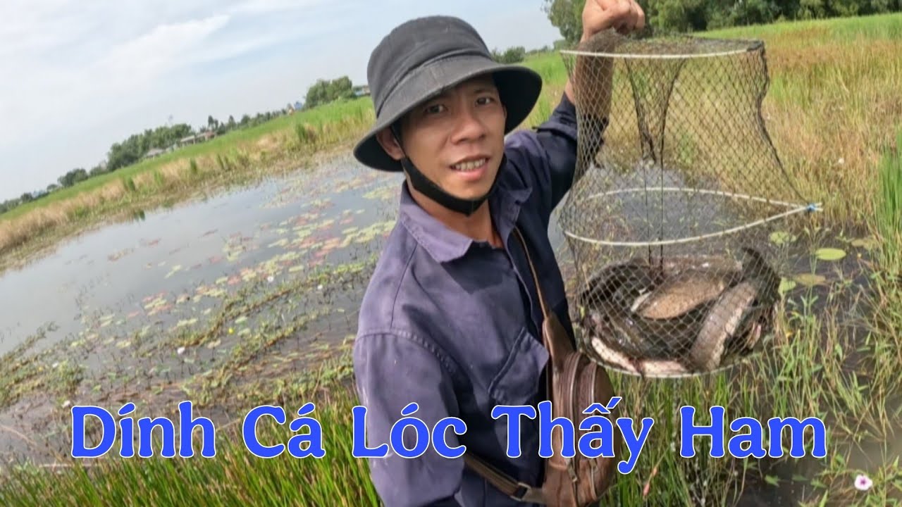 Đặc  Lờ  Cá  Lóc  Trên  Ruộng  Lúa  Dính  Cá  Thấy  Mà Ham  Luôn