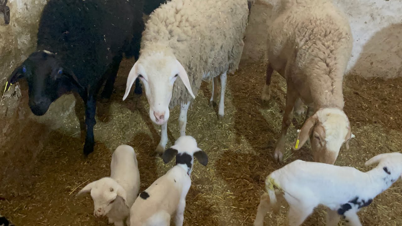 تهجين الدمان بالصردي 👍 الشعير المستنبت والبونيكام