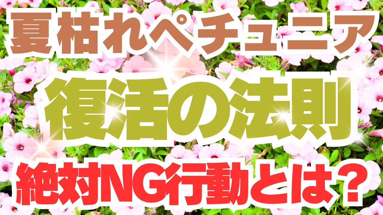 Summer-withered petunias] Before you give up, a professional will