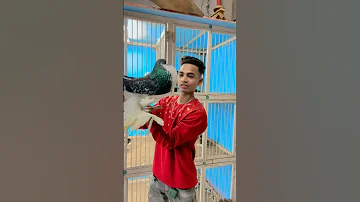 Super Pigeon Status Shorts 